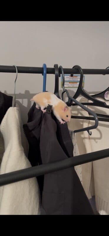 золотистая шиншилла: Отдаем вместе с клеткой кормом вместе с беговым колесом домиком — 5