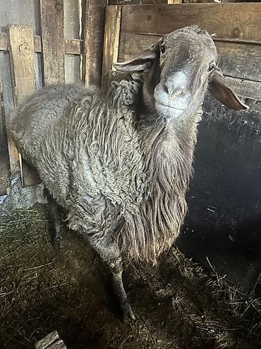 бирка для животных: Продаю | Баран (самец) — 3