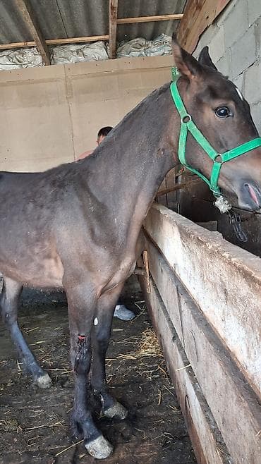 дом кошка: Продаю | Конь (самец), Жеребенок | Для разведения, Конный спорт — 3