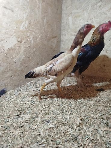 перепелка бишкек: Дакан мекиштер сатылат 10 тоок бар активный алмашу жолдору бар жемге — 8