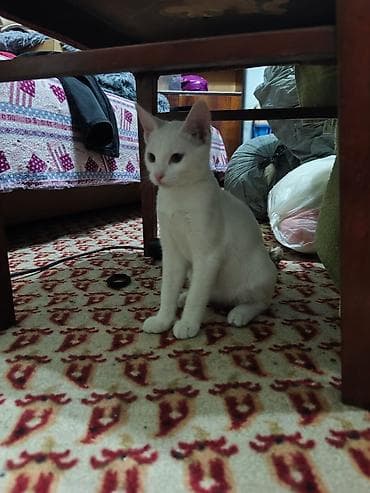 d cat: КОТЁНОК БЕЛЕНЬКИЙ ДЕВОЧКА 2,5 МЕСЯЦА. Котята домашние — 8