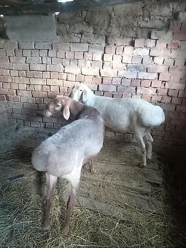 резиновые коврики бишкек: Жаш козу кочкорлор сатылат 2 — 1