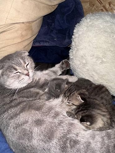 котёнк: Скотиш Фолд (Шотландская вислоухая), 3 месяца, Мальчик, Серый, Приучена к лотку — 1