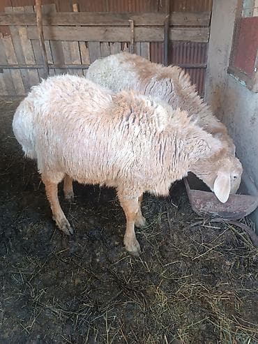 Продаю | Овца (самка) | Для разведения
