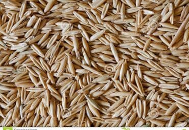 Барбекю: Продаю овес в Кызыл суу только оптом — 1