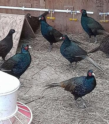 Продаю молодых фазанов румынской породы at lalafo.kg Продаю молодых фазанов румынской породы