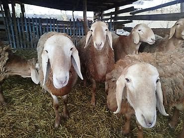 Продаю | Баран (самец) | Арашан | Для разведения