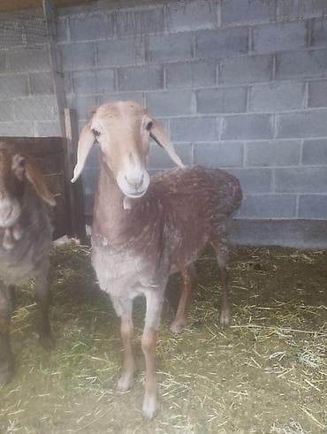 Продаю | Овца (самка) | Для разведения | Матка — 2