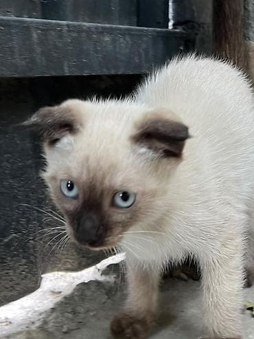 корм для хомяка: Котёнок с яркими голубыми глазами. Хочу отдать в добрые руки котят Им — 3