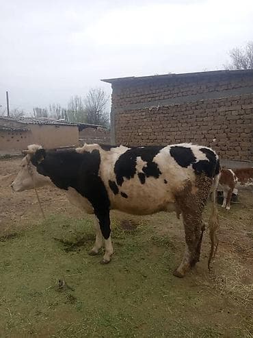продам коров: Продаю | Корова (самка) | Для молока | Привязанные — 4