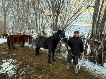 продаю в связи с переездом: Сатам | Бээ (ургаачы) | Жумушка — 2
