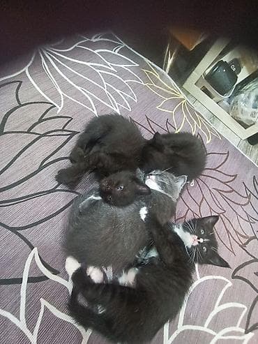 Отдам в хорошие руки очаровательных котят смешанных окрасов: - Черные