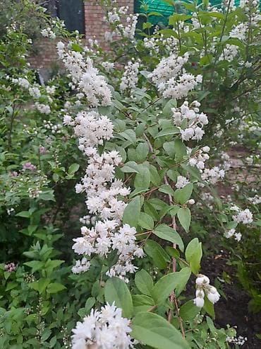 смородина красная: Смородина — 8