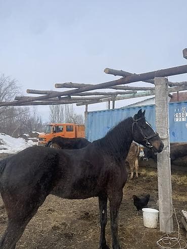 Продаю | Жеребенок | Конный спорт