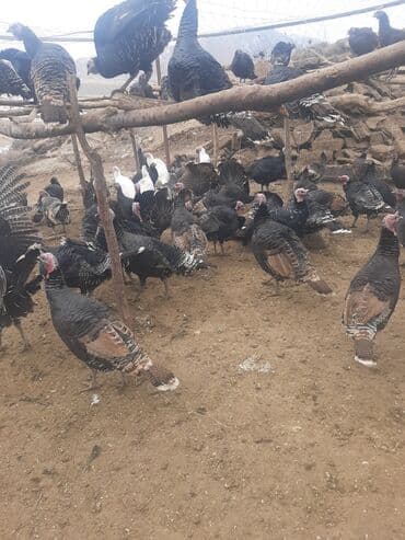 Продаю | Индюшка (самка) | Черный принц, Северокавказская | На забой | Племенные