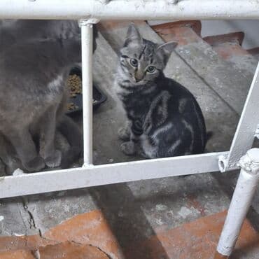 сколько стоит кошка породы мейн кун: Кошка даром: Беспородная, 3 месяца, Девочка — 9