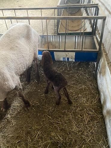 купить британскую кошку: Продаю | Овца (самка) | Для разведения | Матка — 5