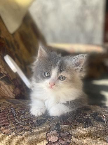 пародистый кошка: Отдам котят в хорошие и заботливые руки 🐾 Котята приучены к лотку — 1