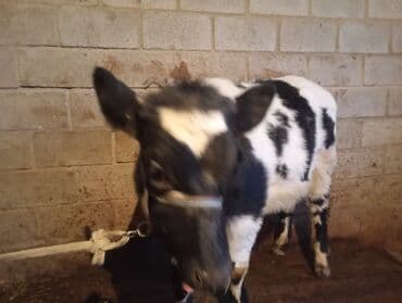 Собаки: Продаю | Тёлка | Бельгийская | На откорм, На забой, Для разведения | Искусственник — 1