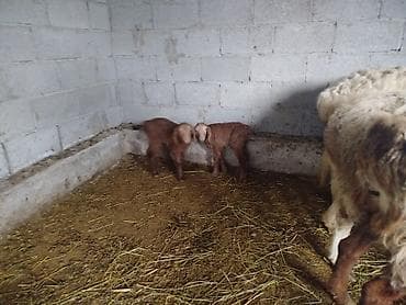 док собака: Продаю | Баран (самец) — 6