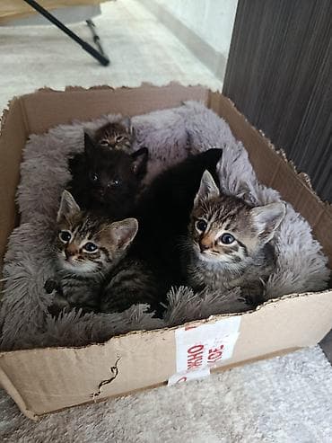 Отдам в добрые ручки .Котята из одного помёта: тигровые и чёрные at lalafo.kg Отдам в добрые ручки .Котята из одного помёта: тигровые и чёрные
