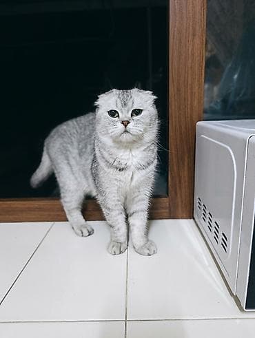 шотландская белая кошка: Скотиш Фолд (Шотландская вислоухая), 2 года, Мальчик, Серебристая шиншилла, Приучена к лотку — 1