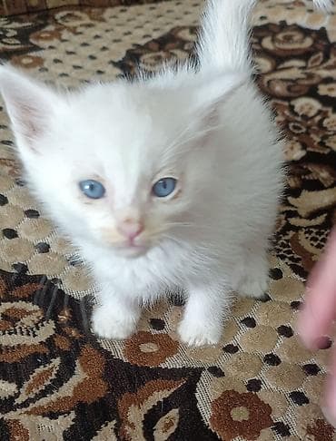 Беспородная, 2 месяца, Мальчик, Биколор, Приучена к лотку