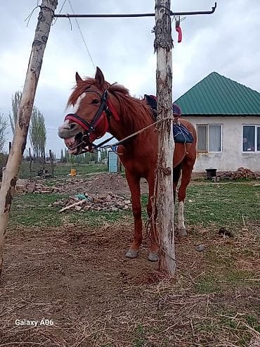 железный ящик: Продаю | Жеребец | Полукровка | Рабочий — 1