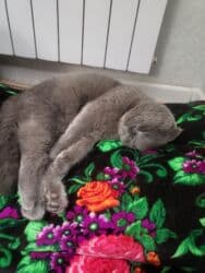 купить щенка дратхаара: Скотиш Фолд (Шотландская вислоухая), 2 года, Девочка, Серебристая шиншилла, Приучена к лотку, Проглистована, С прививками — 3