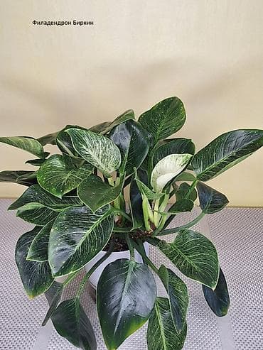 ростки: #Филадендроны - домашние Адаптированные! #Филадендрон Рэд Эсмеральд — 5
