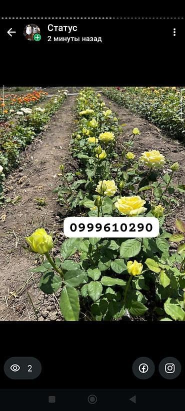 балдарга кийим: Көчөттөр гүлдүн: Розалар, Акылуу жеткирүү — 8