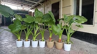 продаю роза: Алоказия (Alocasia) в декоративных горшках - Крупные — 3