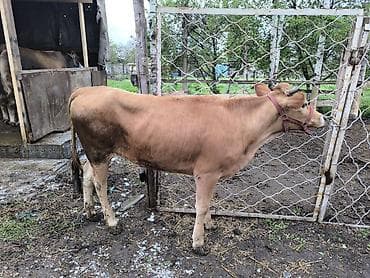 телки коровы: Продаю | Тёлка | На откорм | Отела не было — 3