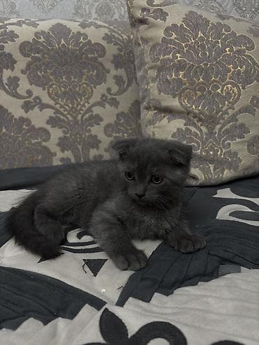 Шотландский вислоухий котёнок (Scottish Fold) Мальчик lalafo.kg да Шотландский вислоухий котёнок (Scottish Fold) Мальчик