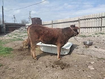 красная лягушка: Продаю | Бык (самец) | Полукровка | На откорм | Привязанные — 2