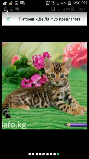 леопардовая кошка цена: Бенгальские котята !!! домашние. мини леопардики. Друзья у нас — 28