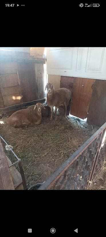 бараны мериносы токтушки: Продаю | Ягненок | Для разведения | Племенные — 1