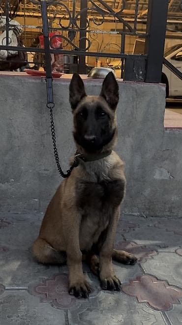 электро ошейник для собак: Бельгийская овчарка, 4 месяца, Самец, С прививкой — 1