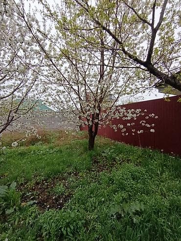 фрунзе молодая гвардия: 10жылдык 5штук Черешня кокон гилас 4штук Абрикос 2штук Вишня Сатылат — 10