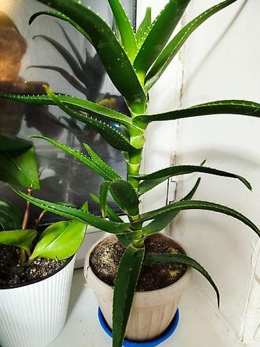 алоэ: Растение алоэ с мясистыми, заостренными листьями ярко-зеленого цвета — 2