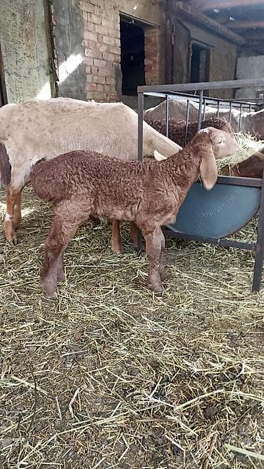 где купить черепаху: Продаю | Овца (самка) | Для разведения | Матка — 3