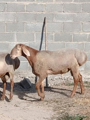 продам пчёл: Продаю | Баран (самец) | Арашан | Для разведения | Племенные — 5