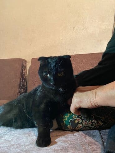объявления о найденных животных: Скотиш Фолд (Шотландиялык шалпаң кулак), 7 айлык, Ургаачы, Кара — 3