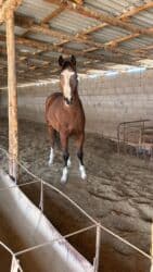 сколько стоит бульдог: Продаю | Жеребец | Для разведения, Конный спорт | Племенные, Осеменитель — 5