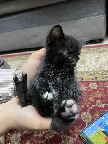 кошка рэгдолл цена: Кошка даром: Беспородная, 1 месяц, Мальчик, Приучена к лотку — 2