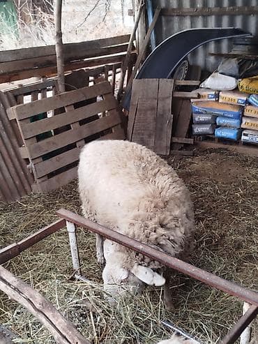 я ищу баран: Продаю | Овца (самка) | Для разведения | Матка — 7