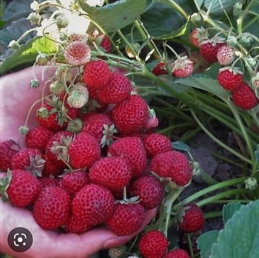 драконий фрукт: Продаю очень реткй сорт клубники очень сочная сладкая вкусная сорт — 1