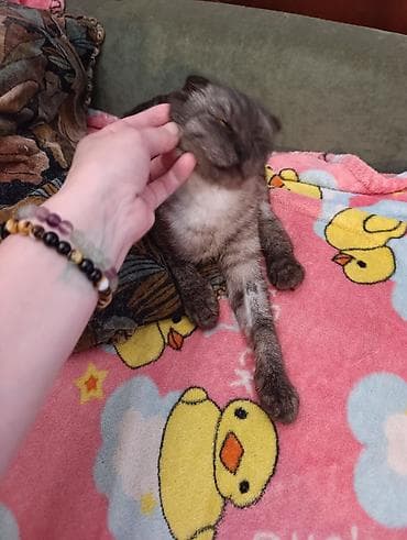 Животные: Скотиш Фолд (Шотландская вислоухая), 6 месяцев, Девочка, Серебристая шиншилла, Кастрирована, Приучена к лотку, Проглистована — 4