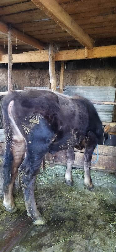 big 6: Продаю | Бык (самец) | Швицкая | На откорм | Привязанные — 2