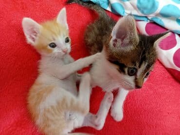 новорожденные котята: Два маленьких котенка с мягкой шерстью. Один котенок имеет окрас табби — 3